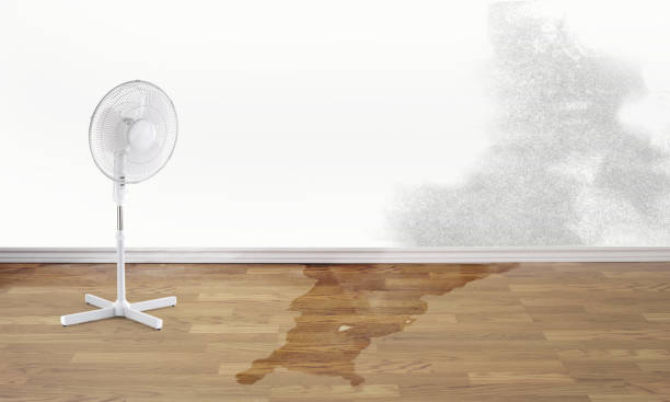 Best Carpet water damage restoration  in Sheldon, IA